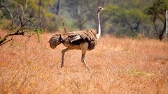 公園には、およそ７００羽のダチョウが生息する