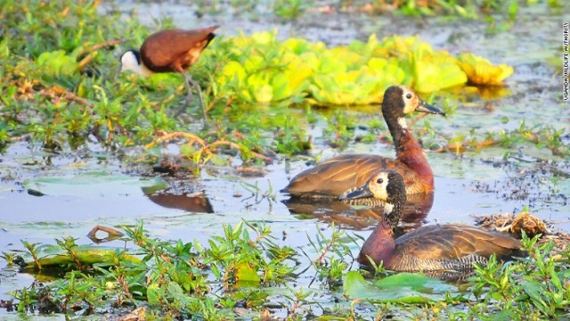 公園にはさまざまな鳥が生息している