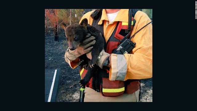 消防士に抱かれる子グマ。「スモーキー・ジュニア」と名付けられた＝Lake County Fire Rescue