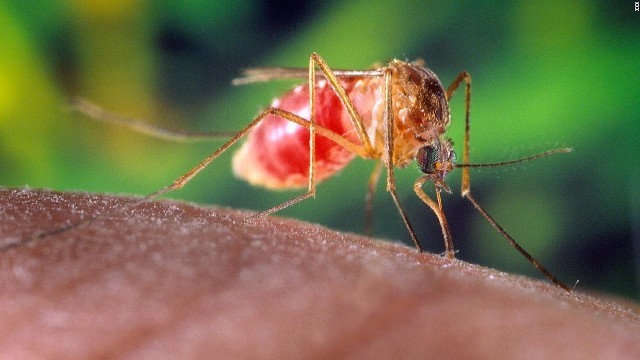 専門家がジカウイルス感染への一段の警戒を呼び掛けている＝CDC