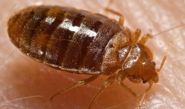 殺虫剤への耐性を高めているとみられるトコジラミ＝Piotr Naskrecki/CDC