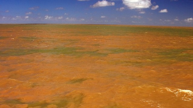 アマゾン川の河口で巨大なサンゴ礁が見つかった＝Lance Willis/UGA