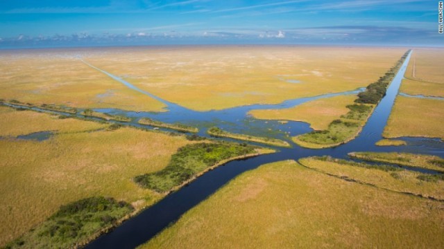 フロリダ州は、危険な外来種の生息数が世界最大規模だという