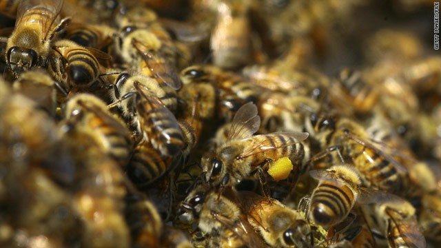女王バチを閉じ込めた車に数千匹のハチが張り付く珍事が発生