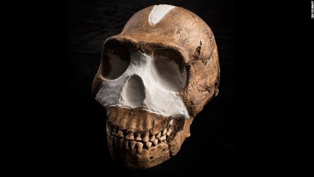 南アフリカのライジングスター洞窟で見つかった「ホモ・ナレディ」の頭部化石＝ESF