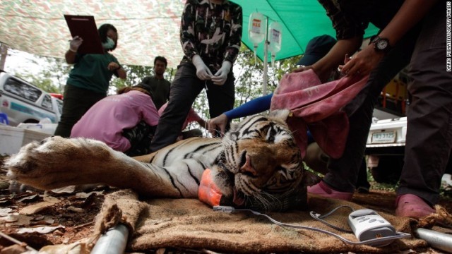 獣医師がトラをおとなしくさせる。トラの赤ちゃん４０頭の死骸も見つかった