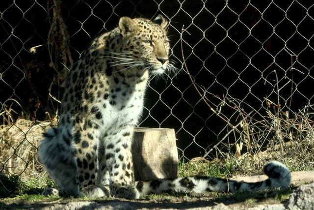 アムールヒョウ１頭が逃げ出した＝Hogle Zoo