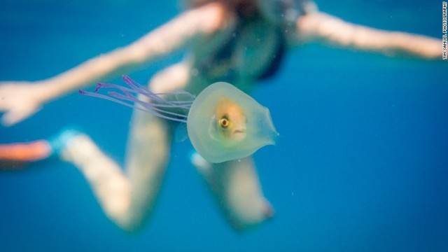 生きたままクラゲの体内におさまってしまった魚を撮影＝ティム・サムエルさん提供