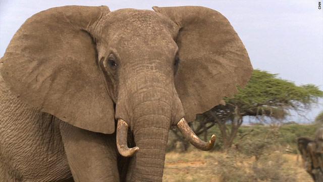 動物園のゾウが観客の少女に石を投げつけ死亡させる出来事が起きた