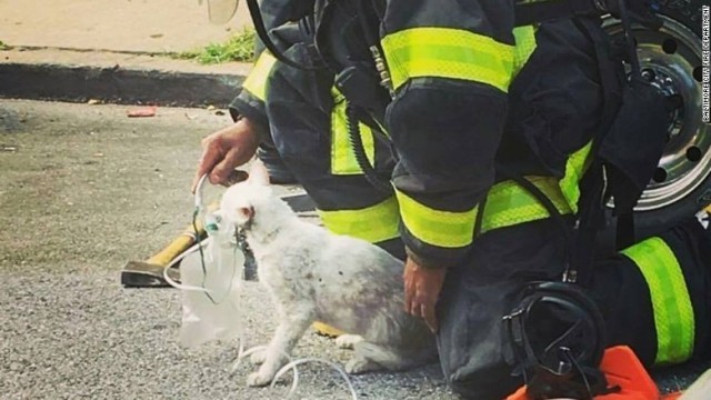 意識不明の状態から蘇生した猫＝ボルティモア市消防局