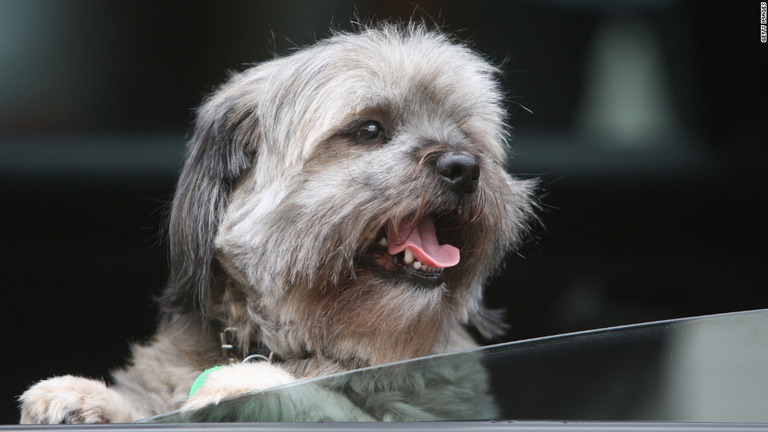 犬が車を運転？