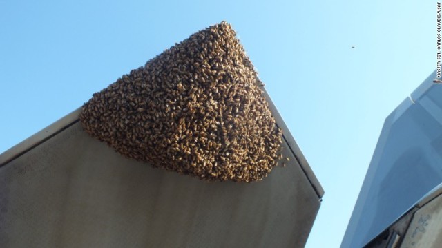 Ｆ２２に２万匹のミツバチが群がった