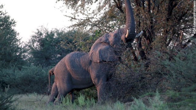 ボツワナではさまざまな動物を見ることができる
