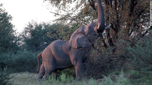 木の枝に接近するゾウ