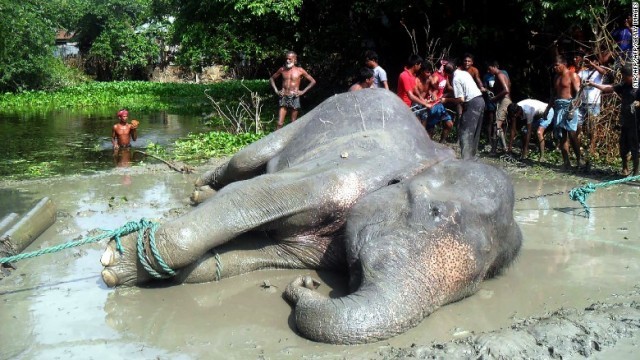 ゾウは救助されたものの、その後死亡した