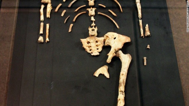 ルーシーは骨格の推定４０％が完全な形で残っていた