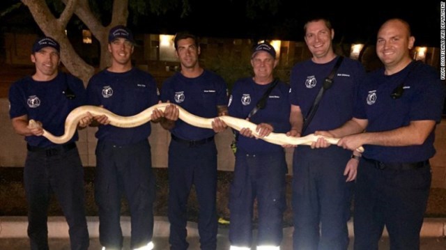 スコッツデールの消防士が捕まえた体長約３メートルの白いビルマニシキヘビ