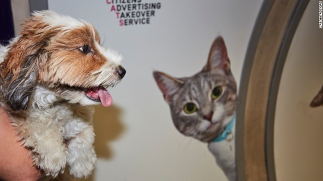 散歩中の飼い犬も興味津々