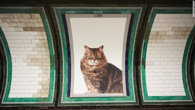 駅構内のポスターすべてが猫の写真に