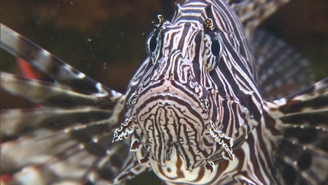 ミノカサゴ駆除の決め手になるか