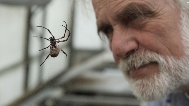 クモに関する研究を４０年以上続けているフリッツ・ボールラス教授