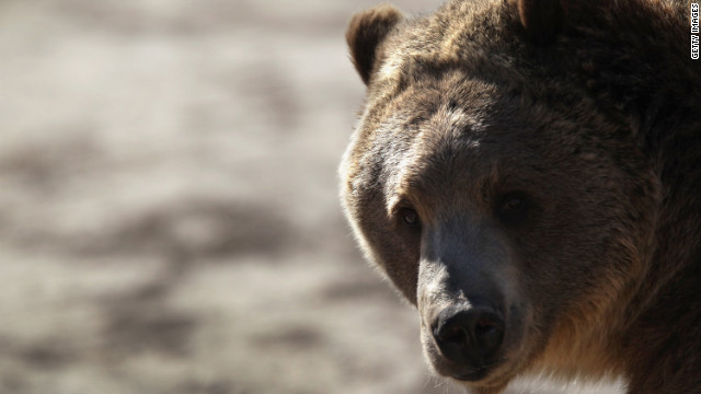 クマの噛まれるたび、「大型のハンマー」を打ち込まれるような衝撃を体に感じたという