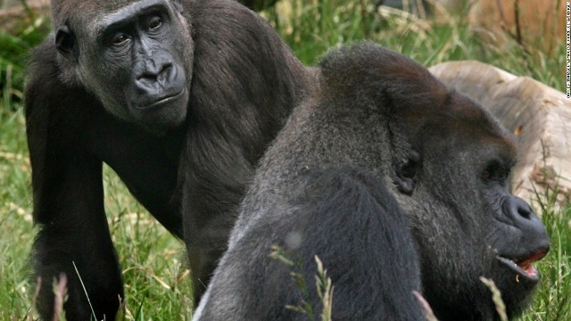 ロンドン動物園で飼育されている雄のゴリラが一時脱走