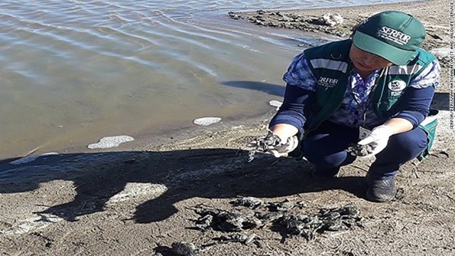 死んだカエルを調べるペルー環境当局のスタッフ