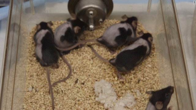 ネズミを使った実験で効果が出たとの報告も