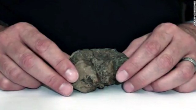 脳の化石は握りこぶしほどの大きさ