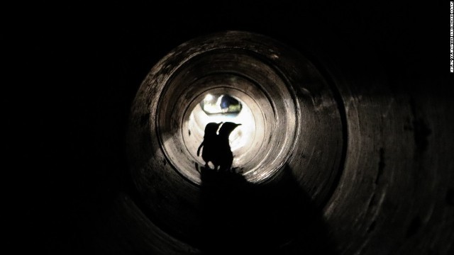 専用トンネルの中を歩く２羽のペンギン