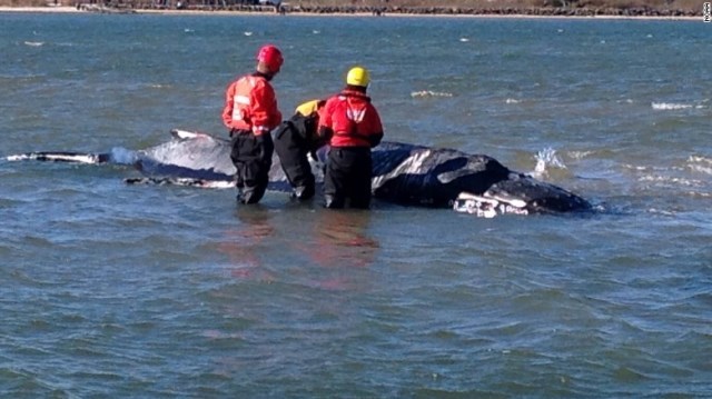 ロングアイランド沖の浅瀬に乗り上げたザトウクジラに安楽死の処置が施された