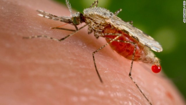 発症した数人については、蚊が媒介するマラリアの陽性反応が出たという