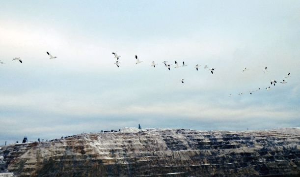 鉱山の汚染された水だまりに触れ、ハクガン数百羽が死んだ