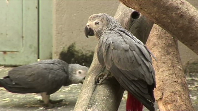 ペットとして人気のヨウムも絶滅の脅威にさらされている