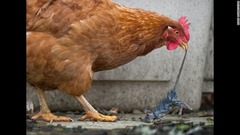 ２月２１日：米オレゴン州の農場で死んだネズミを食べようとする鶏