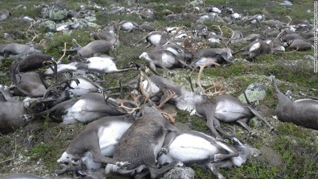 ８月２６日：ノルウェー中部の落雷でトナカイ３００匹以上が死亡した