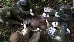 １月５日：インドネシアのスンガイ・マグクトゥブで麻酔されたオランウータンを調べる自然保護活動家。オランウータンは２０１５年の森林火災ですみかを失った後、移住が進められていた