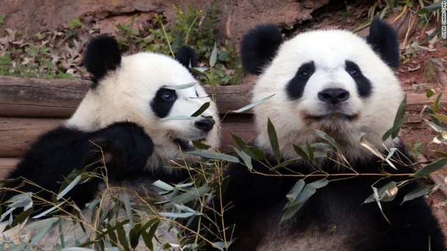 双子のパンダはアトランタで２０１３年に生まれた