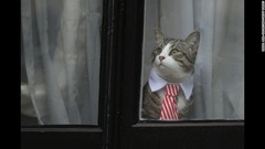 １１月１４日：英ロンドンのエクアドル大使館で襟とネクタイを身に着けた猫の「ジェームズ」。同大使館にはウィキリークス創設者のジュリアン・アサンジュ氏が身を寄せている