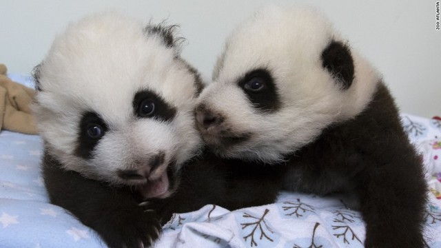 Cnn Co Jp 写真特集 アトランタ動物園に双子のパンダ 1 7