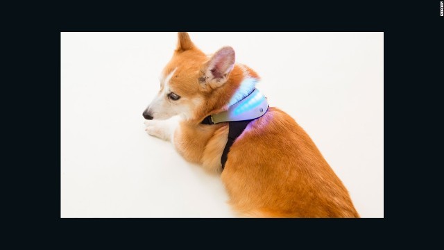 犬の気分に応じてＬＥＤライトの色が変化する「イヌパシー」