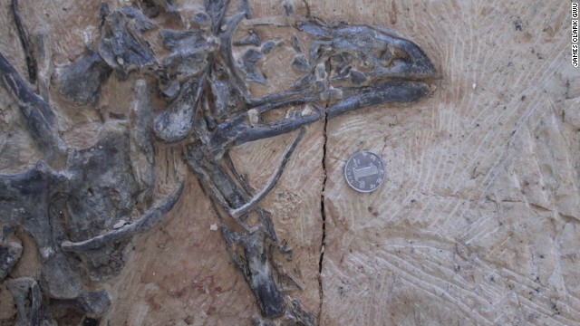 小型恐竜リムサウルスの化石