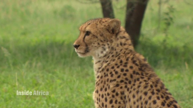 最も足の速い動物として知られるチーターに絶滅の危機