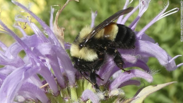 マルハナバチの一種が絶滅危惧種に指定された