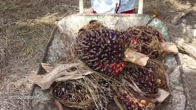 収穫されたアブラヤシ。パーム油の原料になる