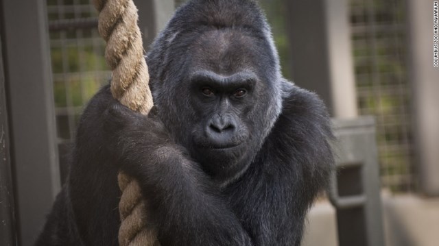 米オハイオ州のコロンバス動物園に飼育されていた雌のゴリラ「コロ」