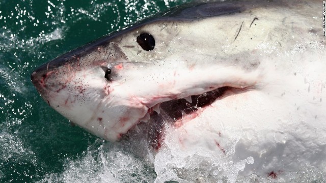 専門家によれば、サメが近くにいても気が付かないことも多いという
