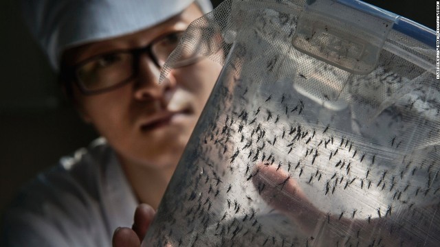中国・広州に大量の蚊を育成する「工場」がある。その目的とは