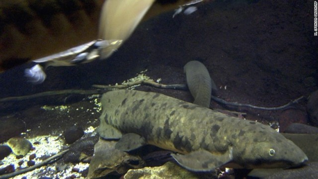 推定１００歳前後のオーストラリア肺魚「グランダッド」＝２００４年撮影